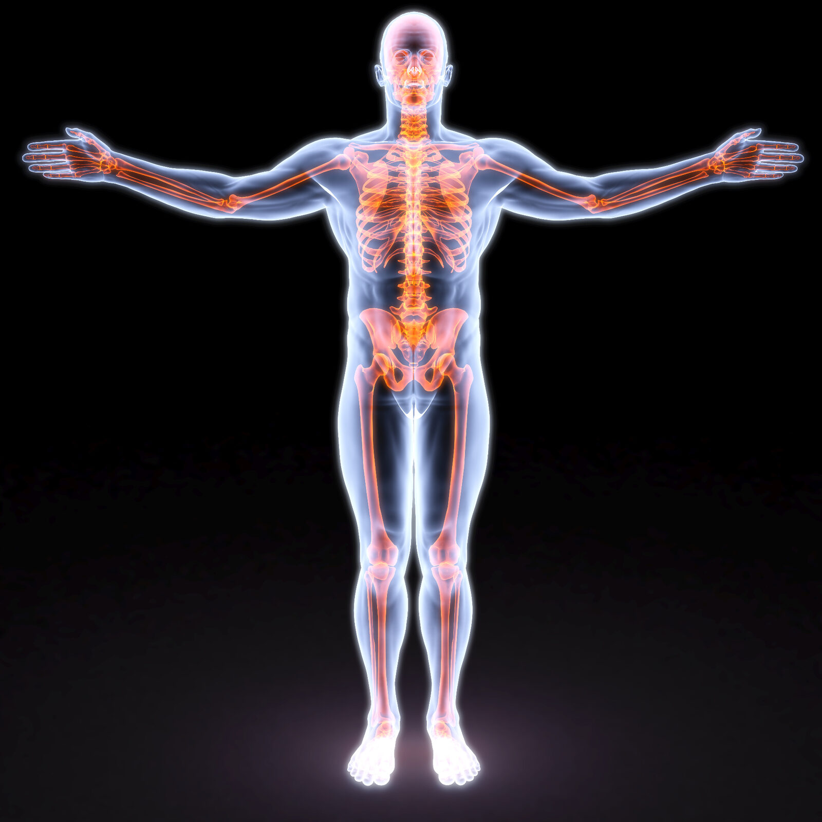 Anatomisk helkroppsbild – muskler och skelett